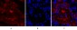 Lamin A/C Polyclonal Antibody