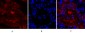 Lamin A/C Polyclonal Antibody