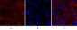 Lamin A/C Polyclonal Antibody