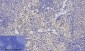 Lamin A/C Polyclonal Antibody