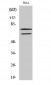 Lamin A/C Polyclonal Antibody