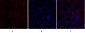 Lamin B1 Polyclonal Antibody