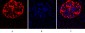 Lamin B1 Polyclonal Antibody