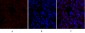 Lamin B1 Polyclonal Antibody