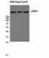 Laminin α-5 Polyclonal Antibody