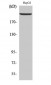 Laminin β-1 Polyclonal Antibody