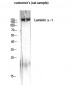 Laminin γ-1 Polyclonal Antibody
