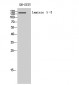 Laminin γ-3 Polyclonal Antibody