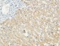 LBP Polyclonal Antibody