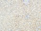 LBP Polyclonal Antibody