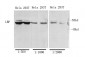 LBP Polyclonal Antibody