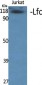 Lfc Polyclonal Antibody