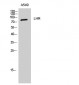 LHR Polyclonal Antibody