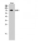 LIMK-1 Polyclonal Antibody