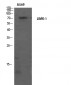 LIMK-1 Polyclonal Antibody