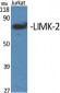 LIMK-2 Polyclonal Antibody