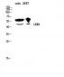 LKB1 Polyclonal Antibody