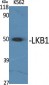 LKB1 Polyclonal Antibody