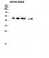 LKB1 Polyclonal Antibody