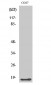 LMO3 Polyclonal Antibody