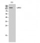 LMTK3 Polyclonal Antibody