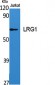 LRG1 Polyclonal Antibody