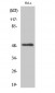 LTβR Polyclonal Antibody