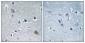 LYPLA1 Polyclonal Antibody