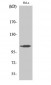 LZK Polyclonal Antibody