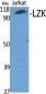 LZK Polyclonal Antibody