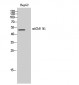 mAChR M1 Polyclonal Antibody