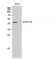 mAChR M2 Polyclonal Antibody