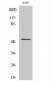 mAChR M4 Polyclonal Antibody