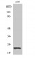 MAD2 Polyclonal Antibody