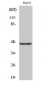 MAGE-1 Polyclonal Antibody