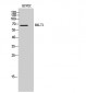 MALT1 Polyclonal Antibody