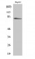 MARCKS Polyclonal Antibody