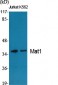 Mat1 Polyclonal Antibody