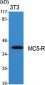 MC5-R Polyclonal Antibody