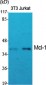 Mcl-1 Polyclonal Antibody