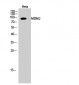 MDM2 Polyclonal Antibody