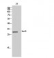 Med8 Polyclonal Antibody