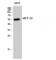 MEF-2C Polyclonal Antibody