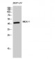 MEK-1 Polyclonal Antibody