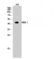 MEK-1 Polyclonal Antibody