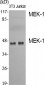 MEK-1 Polyclonal Antibody