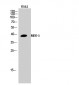 MEK-3 Polyclonal Antibody