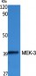 MEK-3 Polyclonal Antibody