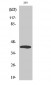 MEK-6 Polyclonal Antibody