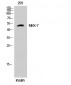 MEK-7 Polyclonal Antibody